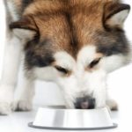 découvrez les meilleures recommandations pour l'alimentation de votre chiot husky de 2 mois. apprenez à choisir les bons aliments, à établir un rythme de repas adapté et à garantir une croissance saine et équilibrée pour votre compagnon à fourrure.