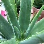 découvrez comment extraire facilement le gel pur d'aloe vera, une merveille naturelle aux multiples bienfaits pour la peau et la santé. suivez nos étapes simples pour profiter de cette plante magique dans votre routine de soins.